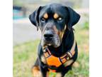 Adopt Mr. Magoo a Basset Hound, Rottweiler