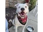 Adopt Winnie a American Staffordshire Terrier