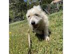 Adopt NALA 1 a Terrier, Wirehaired Terrier
