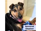 Adopt Clover a Shar-Pei, Doberman Pinscher