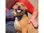 Adopt TAFFY a Beagle, Labrador Retriever