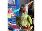 Adopt Simone a Conure