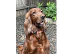 Adopt Punkin a Irish Setter