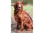 Adopt Roxie a Irish Setter