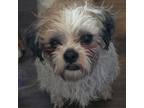 Adopt Mitzie a Shih Tzu