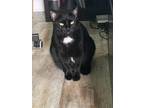 Adopt Speckles a Domestic Short Hair