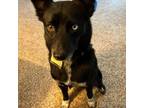 Adopt Raven-Claw a Siberian Husky