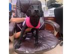 Adopt Star Bright a Shepherd, Black Labrador Retriever