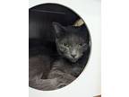 Adopt Stevie (Smokey) a Russian Blue