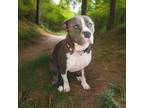 Adopt Madison a American Staffordshire Terrier