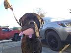 Adopt BRUCE a Mastiff