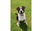 Adopt Froggy a Border Collie