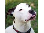 Adopt Marlin 12627 a Blue Lacy, Mixed Breed