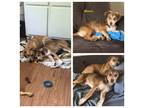Adopt Mason a Husky