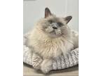 Adopt Sam a Siamese
