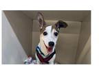 Adopt Jack Sparrow a Jack Russell Terrier