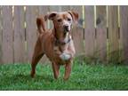 Adopt Swiss a Dachshund