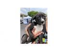 Adopt Moonglows: Calvin a Boxer