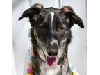 Adopt Yogi a Husky, Greyhound