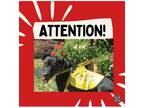 Adopt PEPPERONI - A Rare Sweet Find a Black Labrador Retriever, Shar-Pei