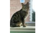 Adopt Dale a Domestic Short Hair