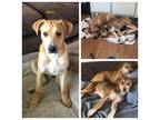 Adopt Oliver a Husky