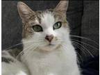 Adopt Mochi a Tabby, Domestic Short Hair