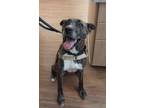 Adopt Zoey *Sponsored Adoption a Pit Bull Terrier
