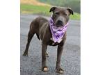 Adopt Apricot - Adoptable a Affenpinscher, Mixed Breed