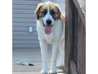 Adopt Kali a Great Pyrenees