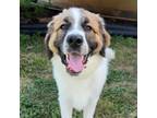 Adopt Jada a Great Pyrenees, Saint Bernard