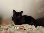 Adopt Velasco a Domestic Short Hair