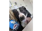 Adopt Harley a Staffordshire Bull Terrier