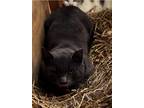 Adopt Baltimore a Domestic Short Hair
