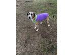 Adopt Timmy a Hound, Mixed Breed