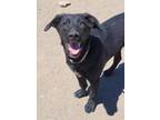Adopt Frankie a Shepherd