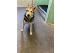 Adopt FREYA a Husky, German Shepherd Dog