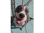 Adopt roxy a Bullmastiff, Mixed Breed