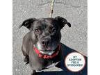 Adopt Annie -- In Foster a Pit Bull Terrier