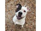 Adopt Tatiana a Pit Bull Terrier, Mixed Breed