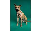 Adopt Poppy a Boxer