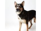 Adopt Fenty a Shepherd