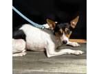 Adopt Anna a Basenji