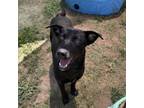 Adopt Deedee a Labrador Retriever