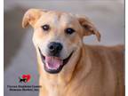 Adopt Possum a Mixed Breed
