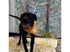 Adopt Tapatio a Black Labrador Retriever
