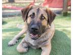 Adopt Simba a Saint Bernard, Anatolian Shepherd