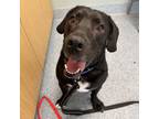 Adopt Gumbo a Pit Bull Terrier, Mixed Breed