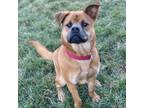 Adopt Kirby a Chow Chow, Mixed Breed