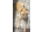 Adopt SEBASTIAN a Mastiff